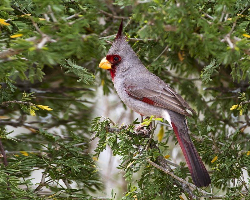 Pyrrhuloxia-110315-121107-14.jpg