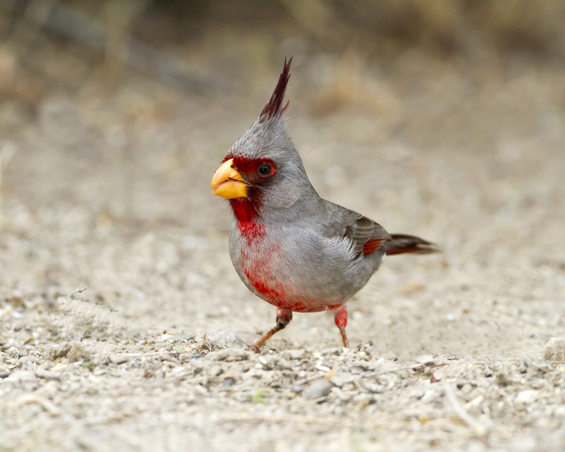 Pyrrhuloxia-110315-121602-37.jpg