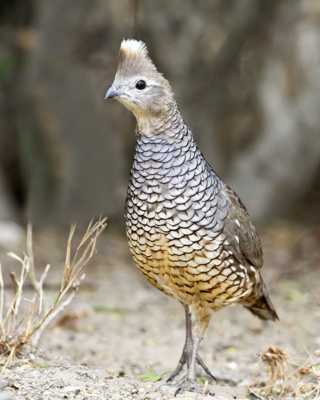 Scaled_Quail-110315-133447-66.jpg