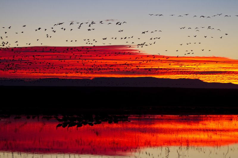 bosque_del_apache