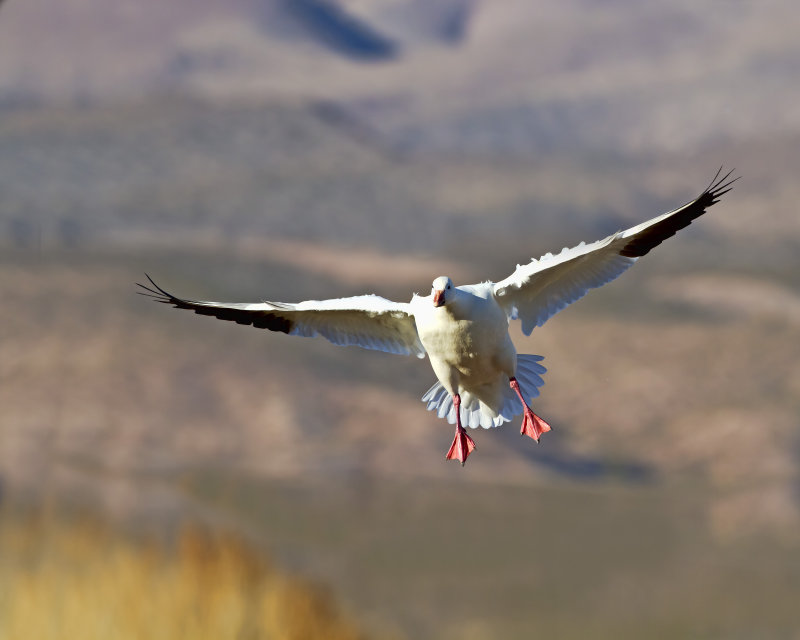 Snow_Goose-111201-081719-11.jpg
