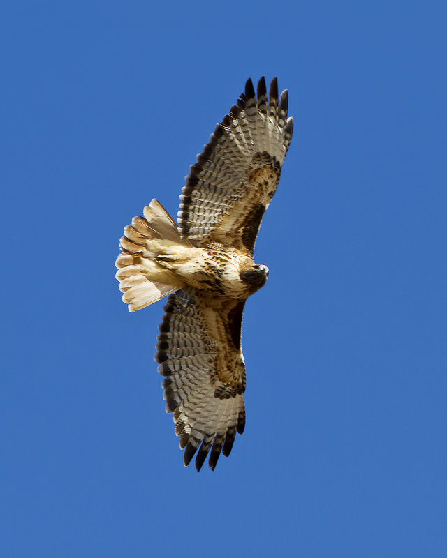 Red-Tailed_Hawk-111129-113416-28.jpg