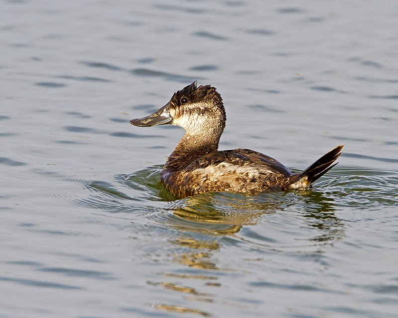 Ruddy_Duck-120105-085236-12.jpg