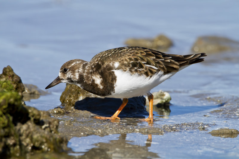 Ruddy_Turnstone-120103-110857-11.jpg