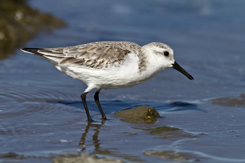 Sanderling-120103-110917-95.jpg