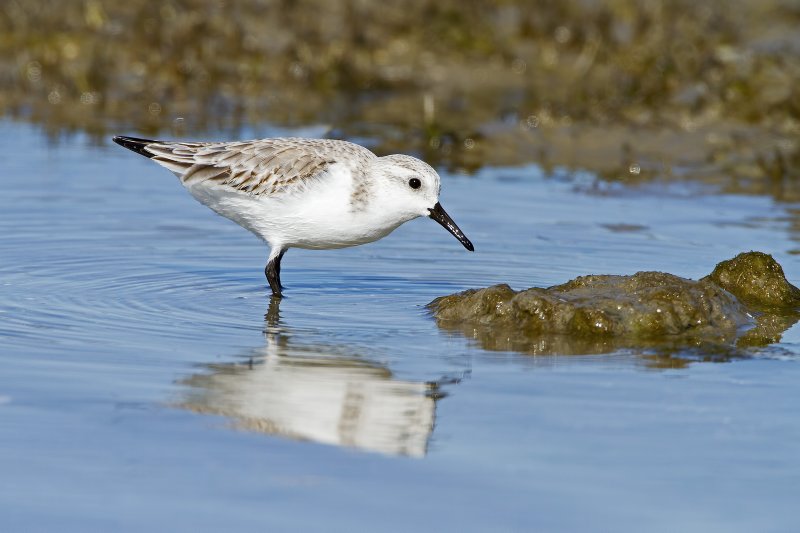 Sanderling-120103-111106-00.jpg