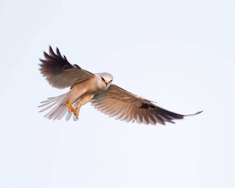 White-Tailed_Kite-120104-072452-00.jpg