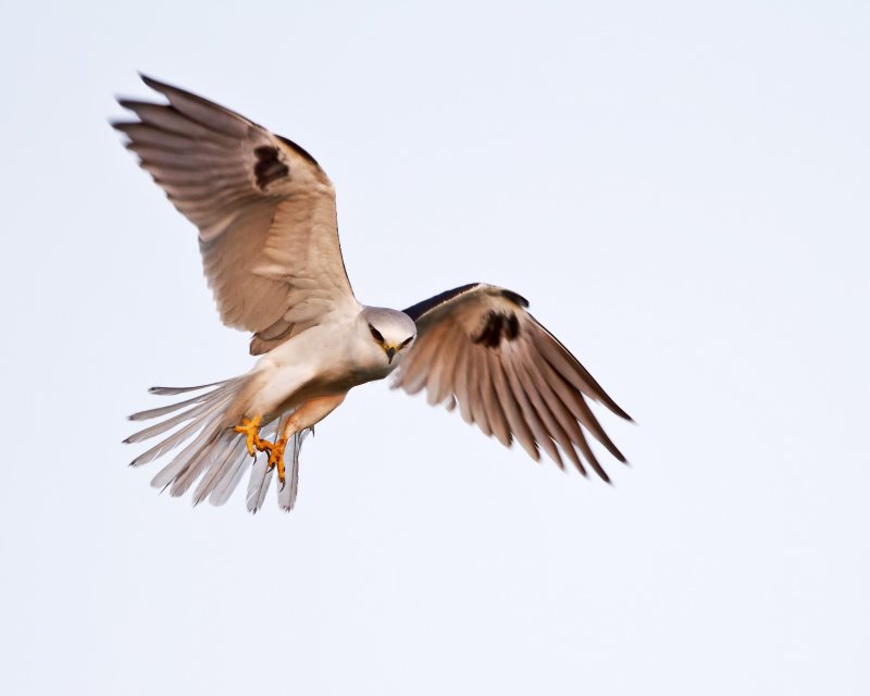 White-Tailed_Kite-120104-072452-24.jpg