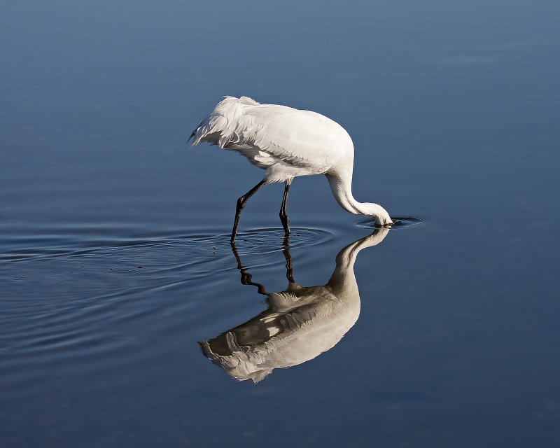 Whooping_Crane-120104-084213-29.jpg