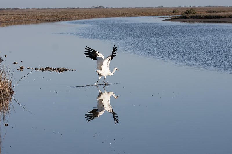 Whooping_Crane-120104-084448-40.jpg