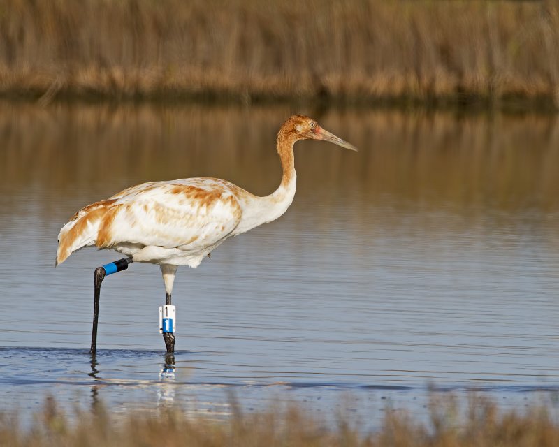 Whooping_Crane-120104-091943-00.jpg