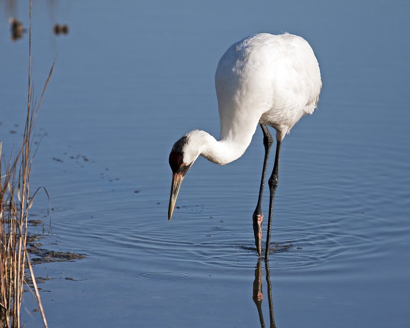 Whooping_Crane-_MG_8938.jpg