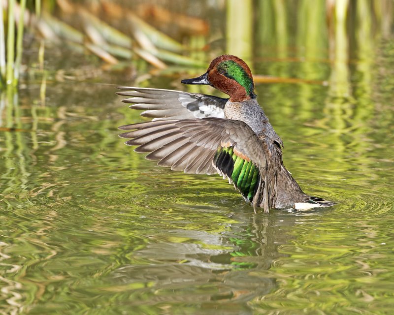 Green-Winged_Teal-120103-152828-65.jpg