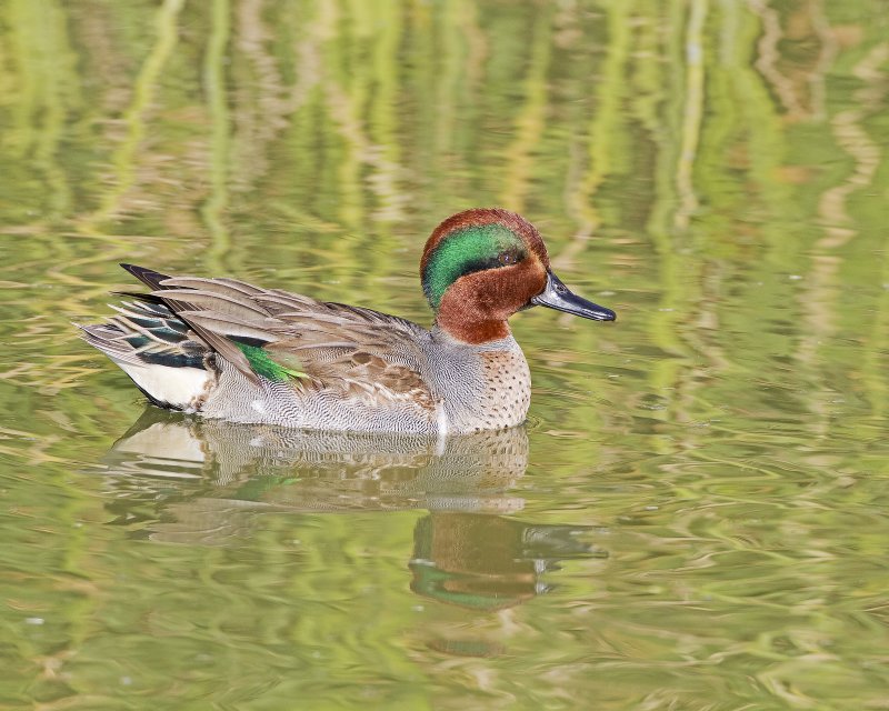 Green-Winged_Teal-120103-154301-00.jpg