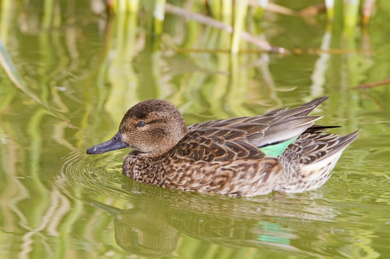Green-Winged_Teal-120105-095618-82.jpg