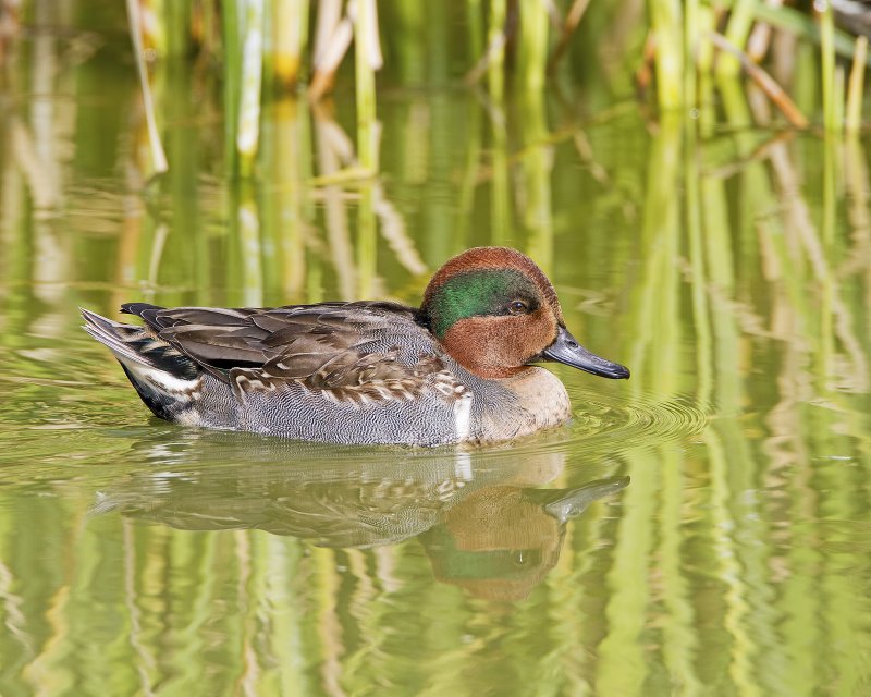 Green-Winged_Teal-120105-104505-11.jpg