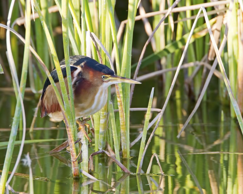 Least_Bittern-120103-164758-00.jpg