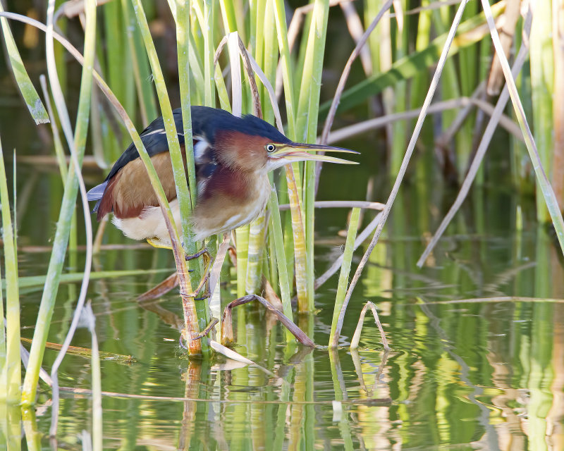 Least_Bittern-120103-164837-63.jpg