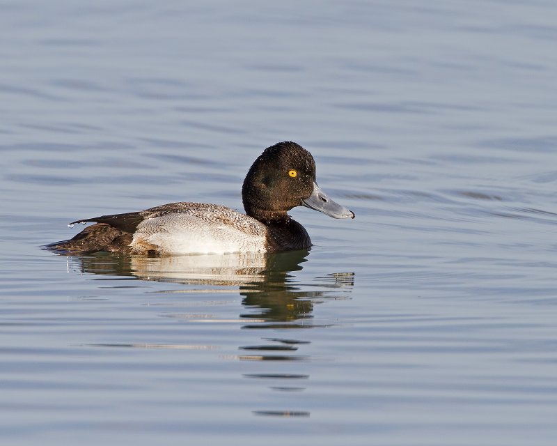 Lesser_Scaup-120104-162859-61.jpg