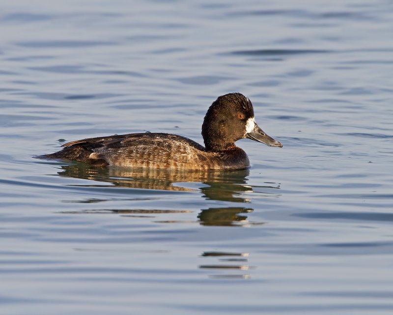 Lesser_Scaup-120104-165153-24.jpg