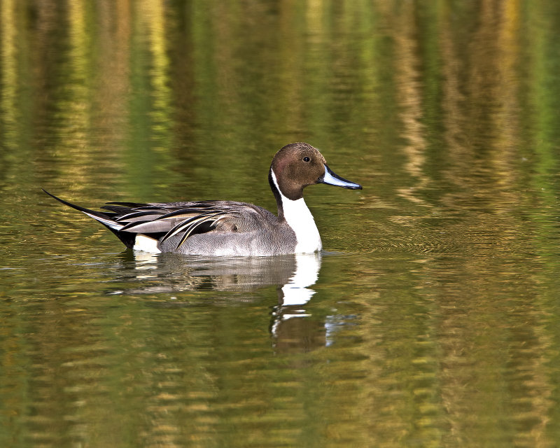 Northern_Pintail-120105-095930-69.jpg