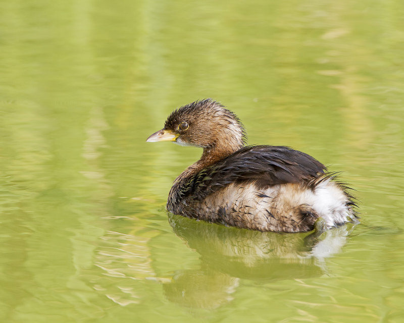 Pied_Billed_Grebe-120105-095135-11.jpg
