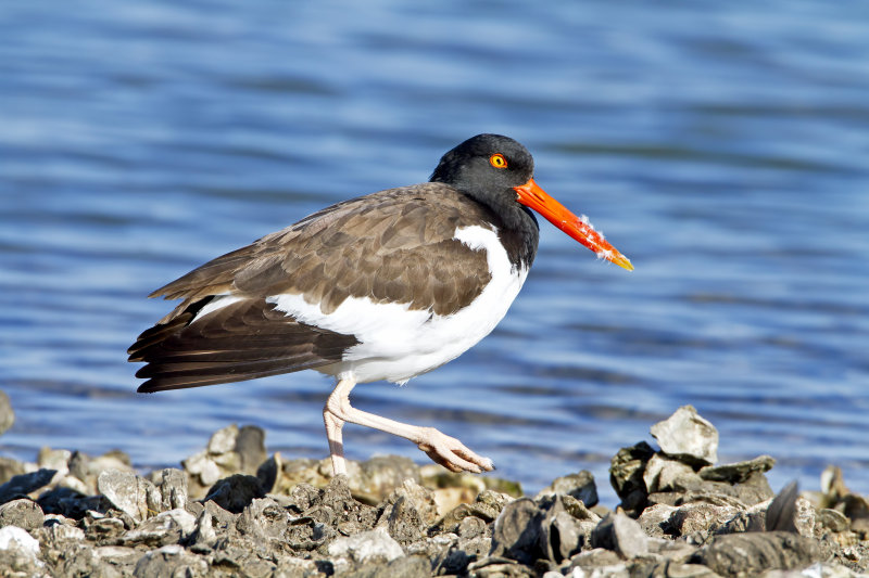 American_Oyster_Catcher-120104-101757-88.jpg