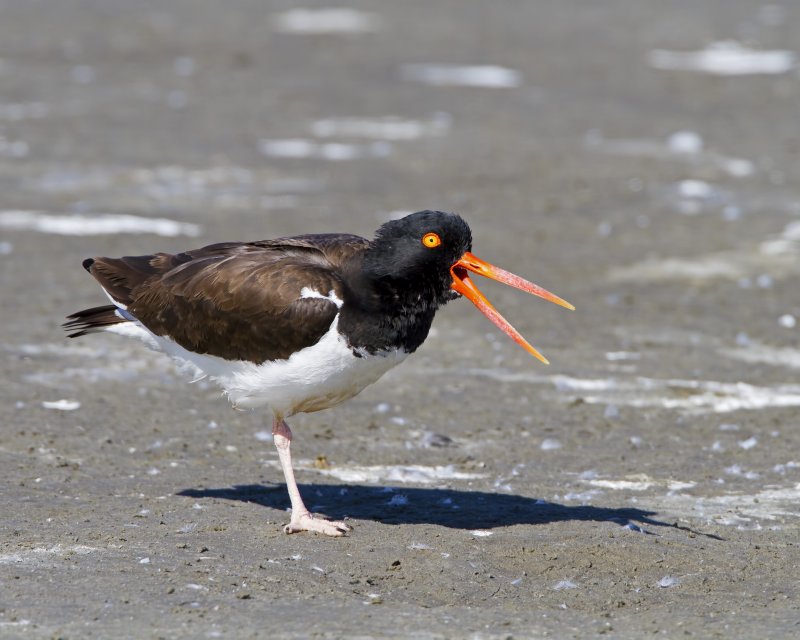 American_Oyster_Catcher-120104-110501-67.jpg