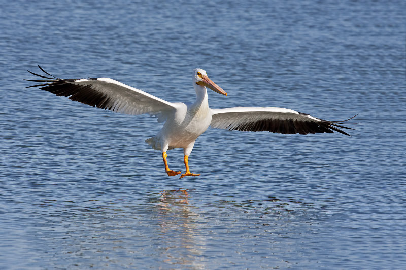 American_White_Pelican-120104-144907-00.jpg
