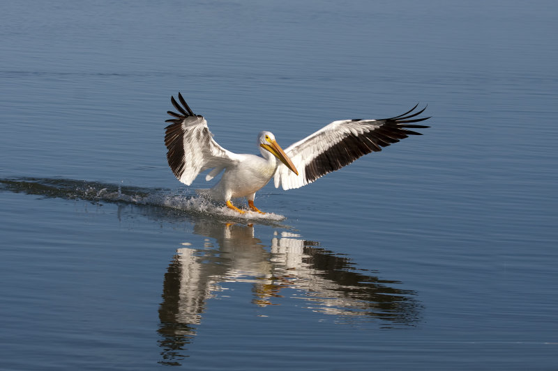 American_White_Pelican-120104-151755-34.jpg