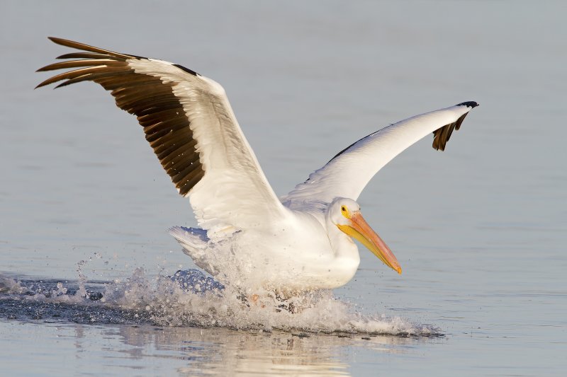 American_White_Pelican-120104-165405-26.jpg