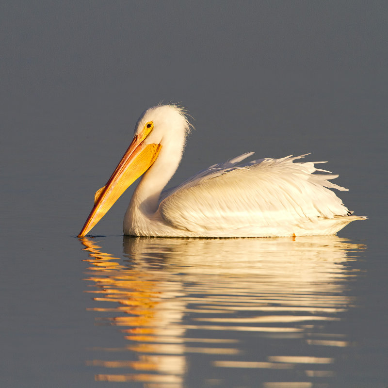 American_White_Pelican-120104-171309-11.jpg
