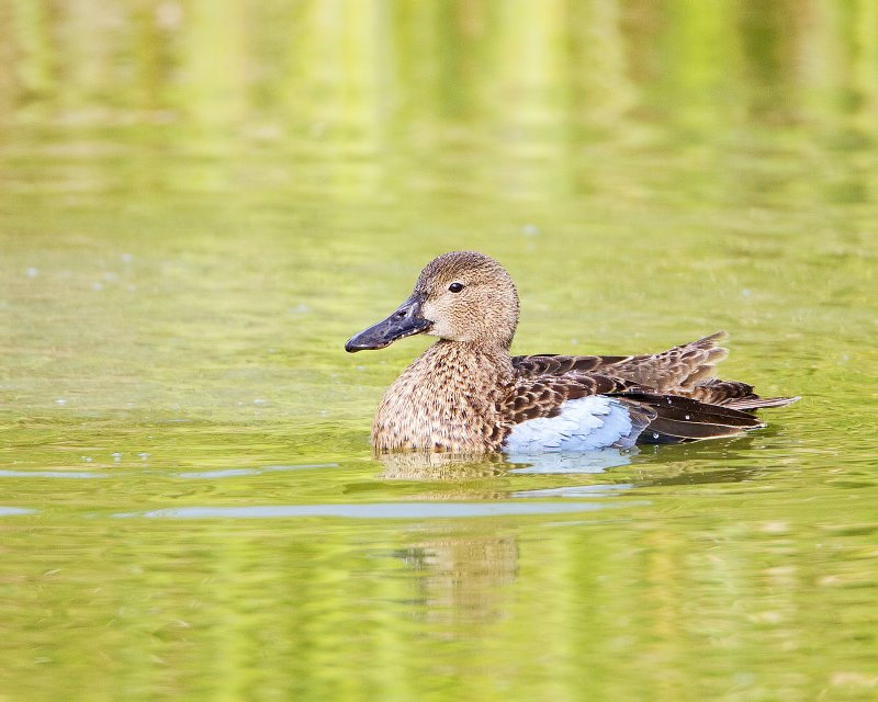 Blue-Winged_Teal-120105-111311-00.jpg