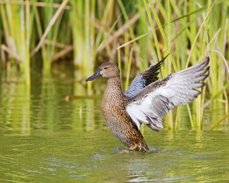 Blue-Winged_Teal-120105-111331-88.jpg