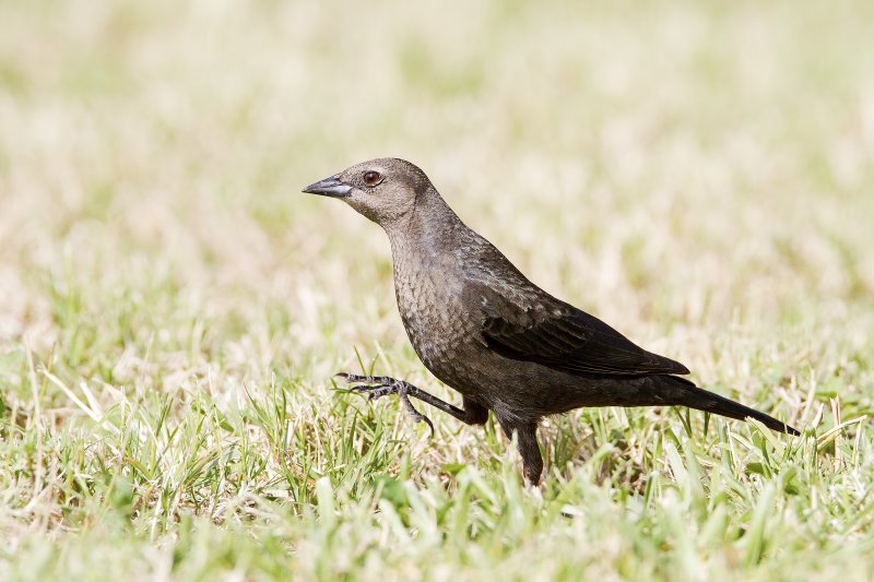 Brewers_Blackbird-120105-140717-00.jpg