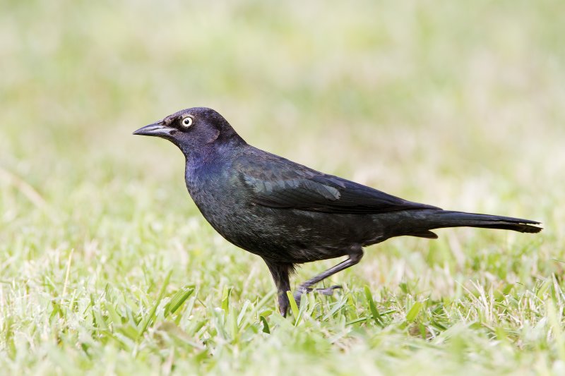 Brewers_Blackbird-120105-140806-81.jpg