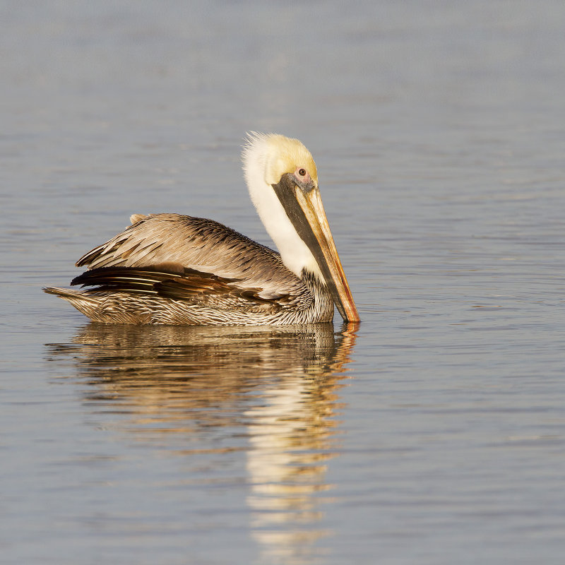 Brown_Pelican-120104-165738-64.jpg