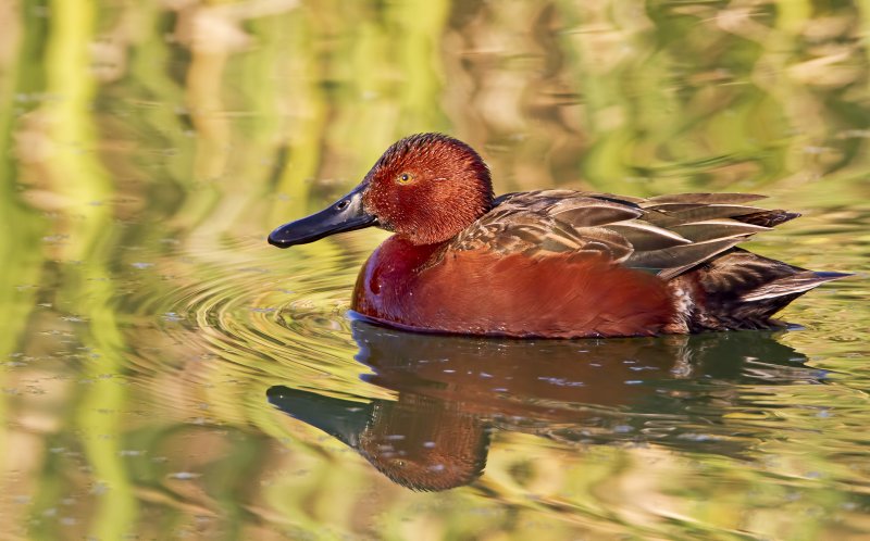 Cinnamon_Teal-120103-170813-88.jpg