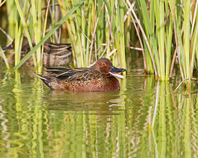 Cinnamon_Teal-120105-113459-00.jpg
