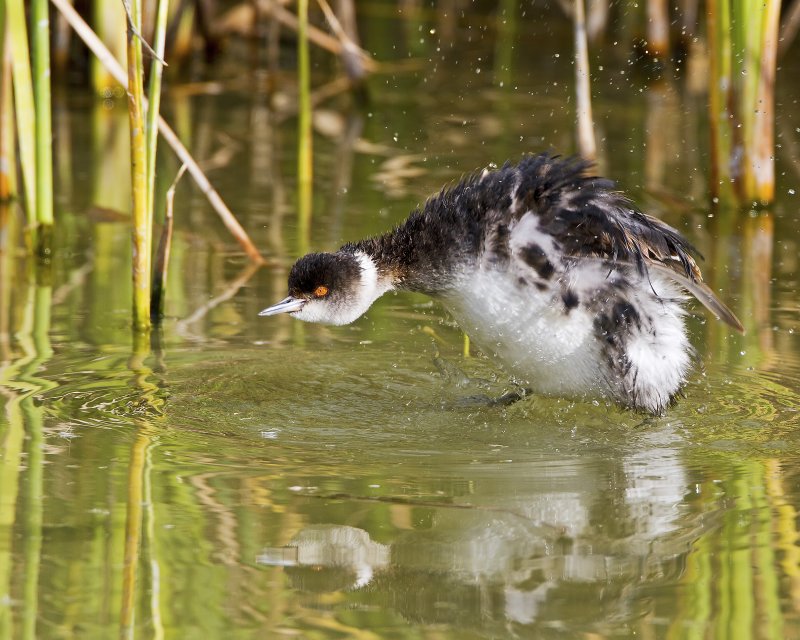 Eared_Grebe-120105-102537-63.jpg