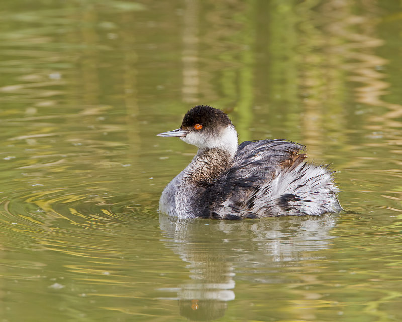 Eared_Grebe-120105-102701-59.jpg