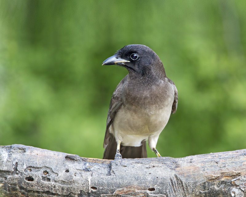 Brown_Jay-120106-081359-19.jpg