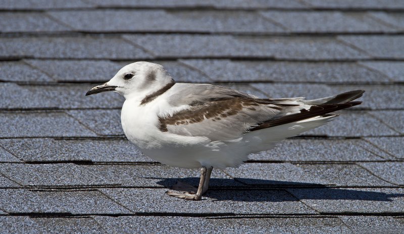 Black-Legged_Kittiwake-120111-123845-05.jpg