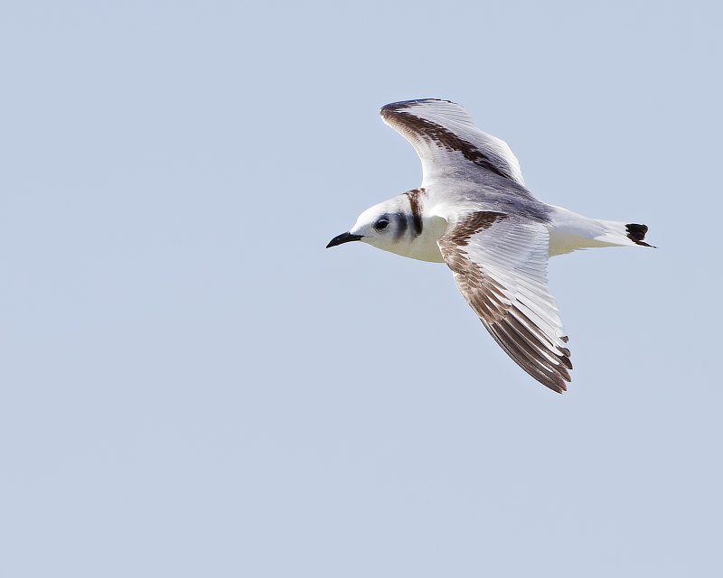 Black-Legged_Kittiwake-120111-124658-00.jpg