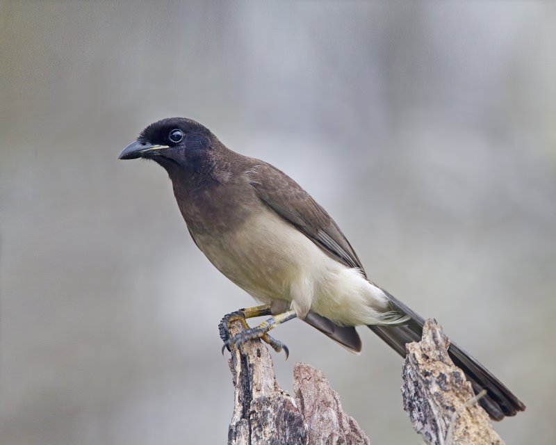 Brown_Jay-120120-085736-80.jpg
