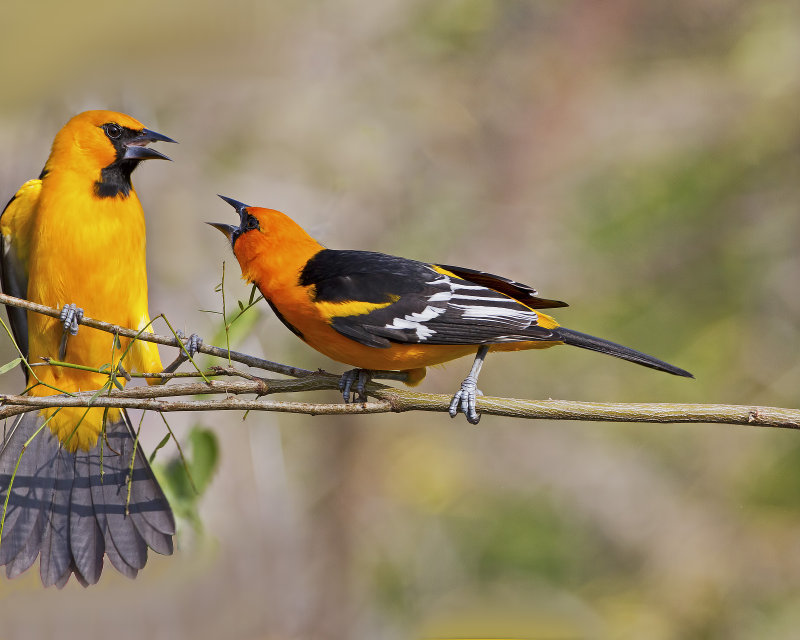 Altamira_Oriole-120120-103208-00.jpg