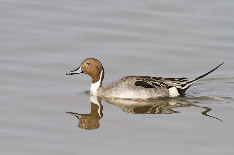Northern_Pintail-120119-090750-39.jpg