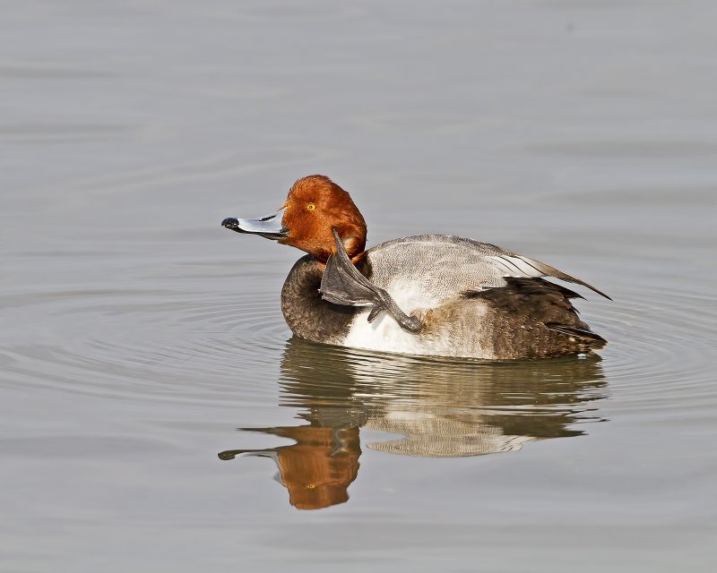 Redhead-120119-091052-80.jpg