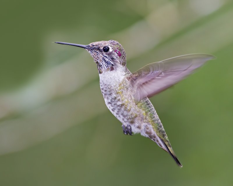 Annas_Hummingbird-120119-145332-48.jpg