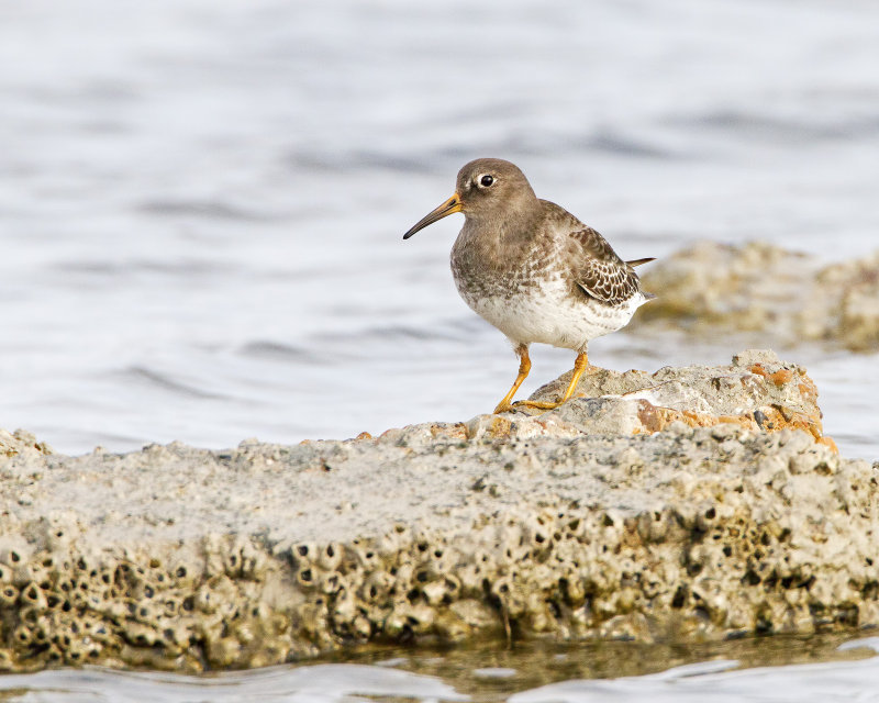Purple_Sandpiper-120124-090245-23.jpg